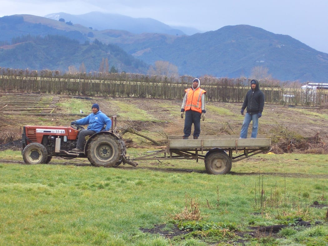 Tongan RSE workers in Motueka.