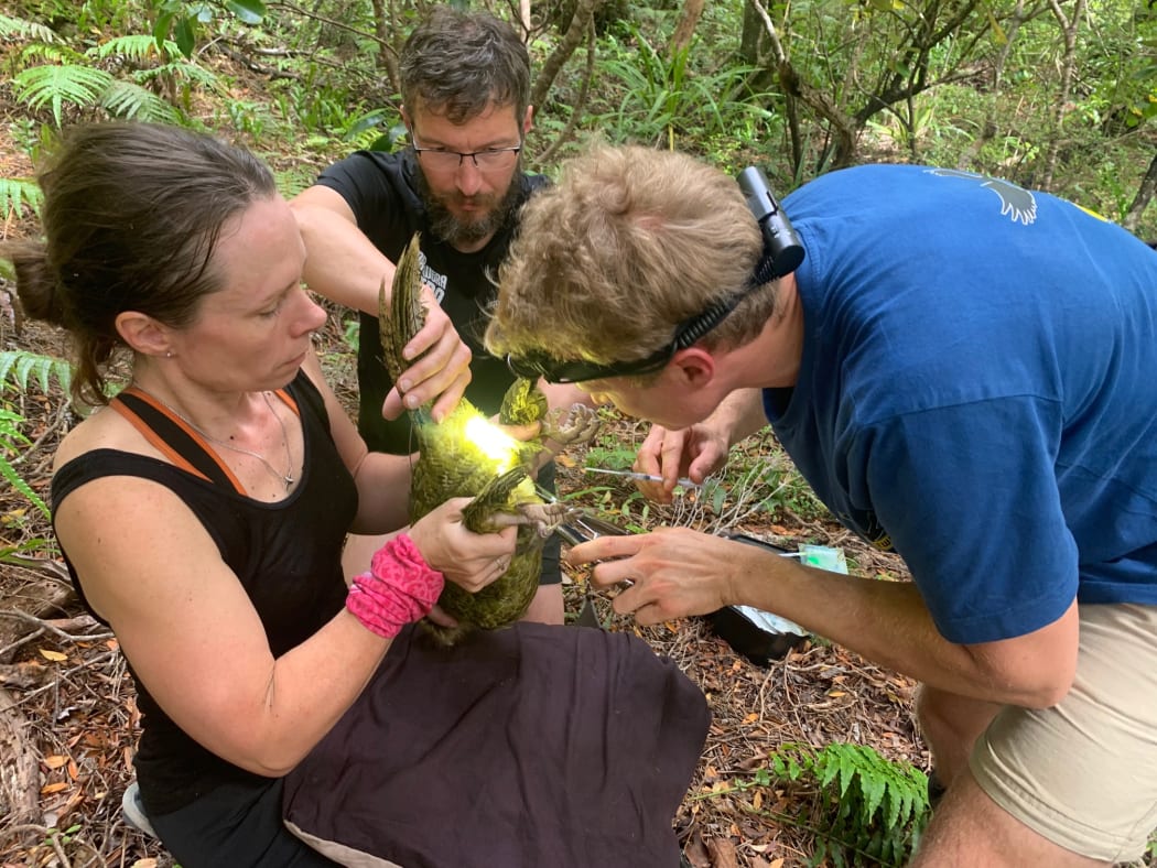 Sperm expert Andreas Bublat (right) artificially inseminates a female kākāpō called Esperance. The bird is being held by Deidre Vercoe.