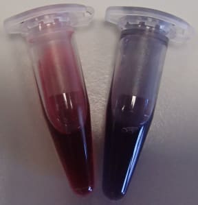 The oestrogen sensor operates with a simple colur change. The pink solution, at left, contains an aptamer that has bound to gold nanoparticles. In the purple solution, at right, the aptamer has detected oestrogen