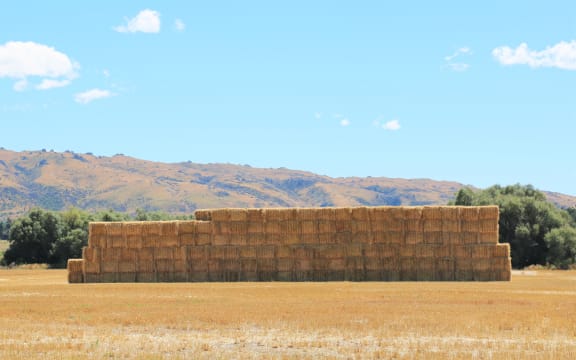 Freshly harvested bales of hay in Central Otago