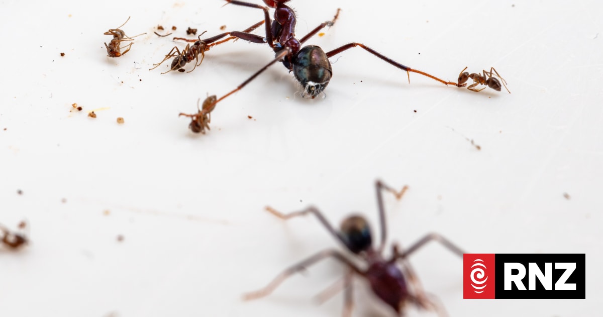 Scientists use Age of Empires computer game to simulate ant warfare | RNZ