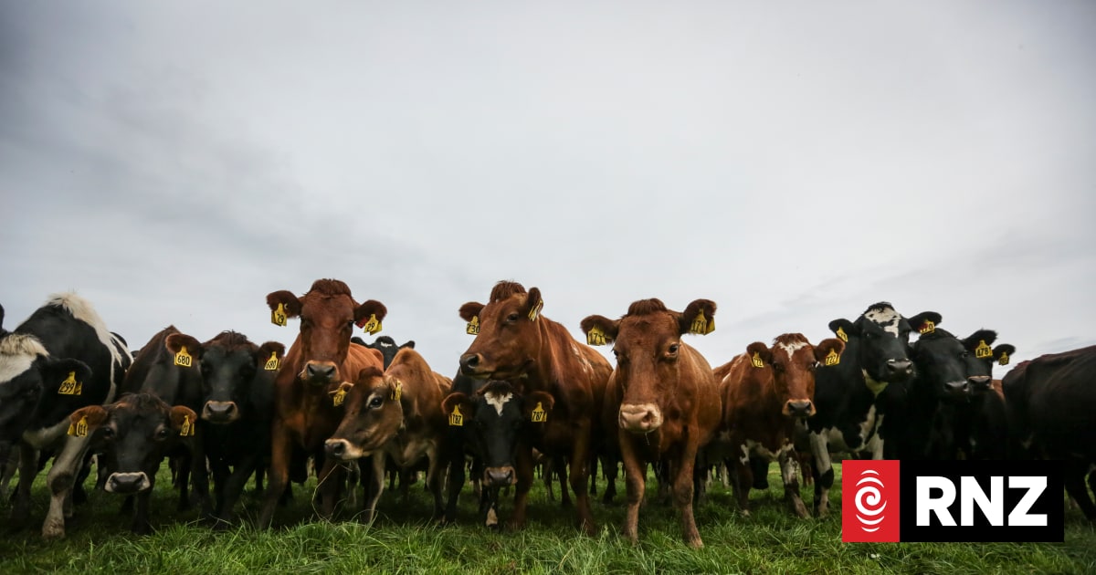 Thousands of farmers to earn cash for their climate efforts | RNZ