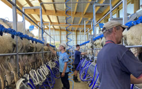 Fernglen runs two milking flocks, one which lambs in early spring and another which lambs in Autumn. Currently they're milking about 350 sheep.
