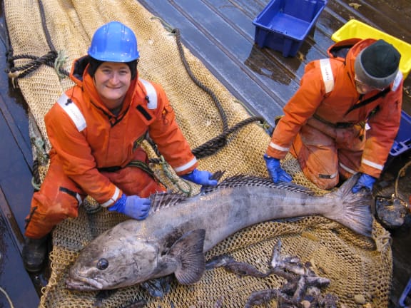 Richard O'Driscoll (left) measuring a toothfish, aboard the Tangaroa.