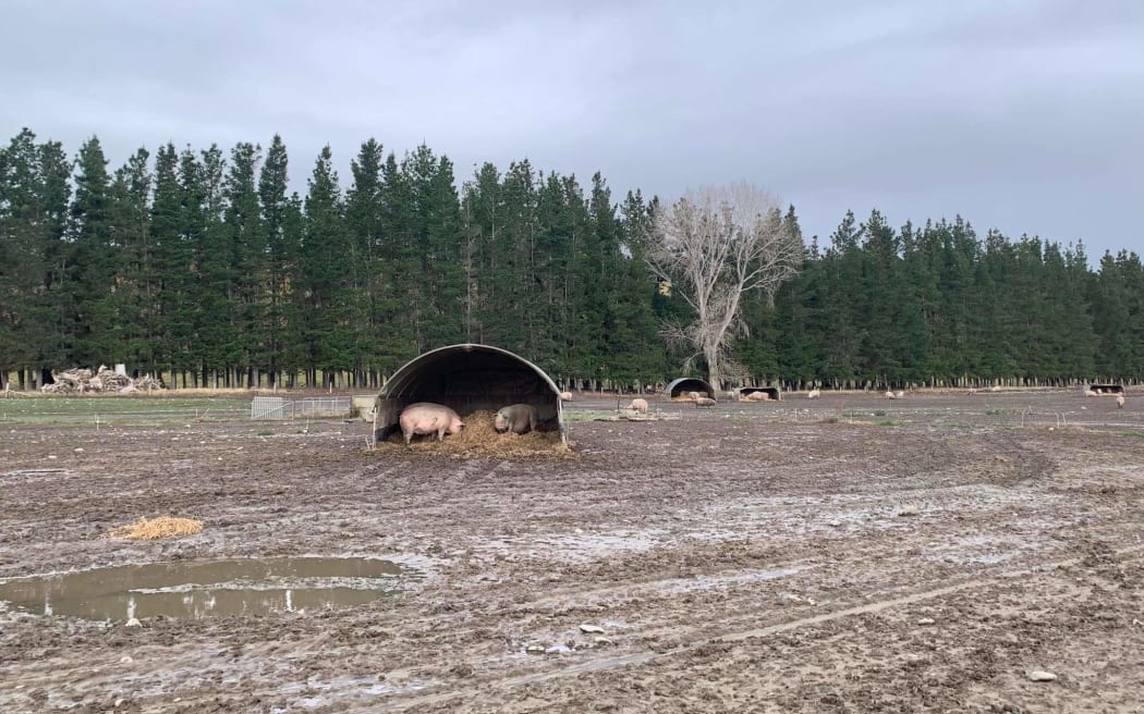 Free range pigs South Island