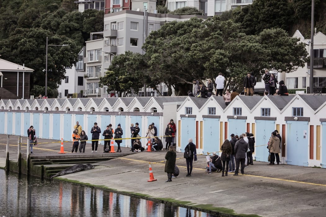 Onlookers have gathered around Wellington's Oriental Bay to see the leopard seal.