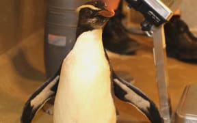 Fiordland penguin 'Roxy' at Perth Zoo.