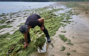 Kaitiaki Arana Rewha removes caulerpa by hand at Ōmakiwi Cove.