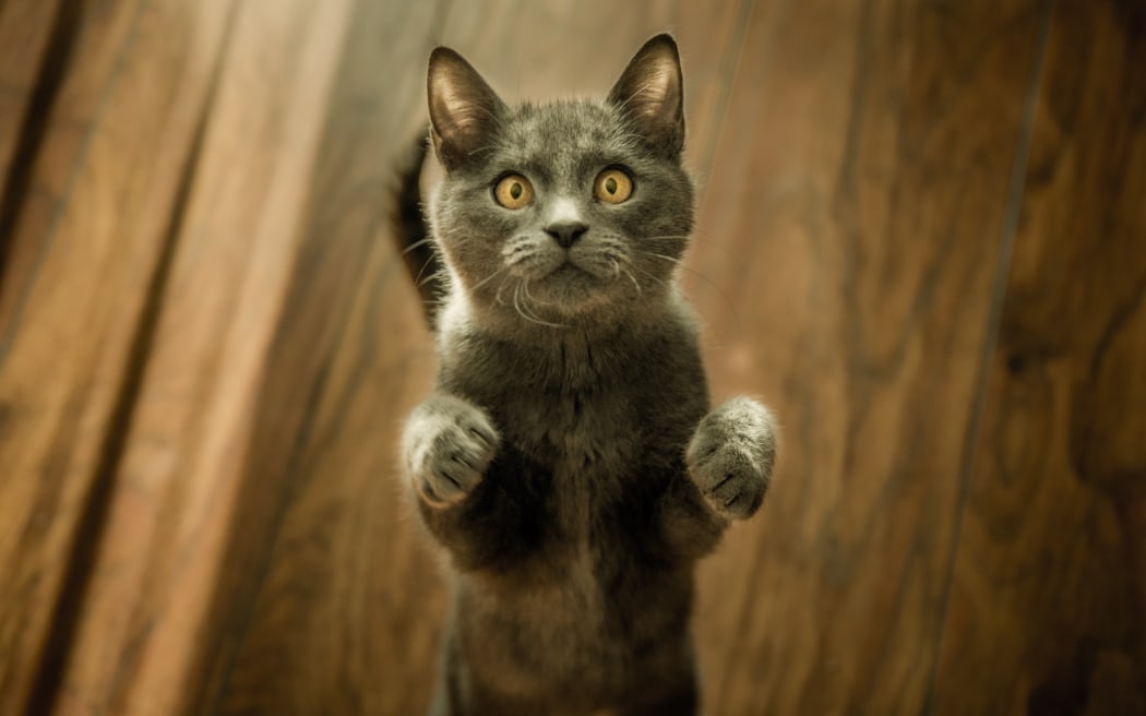 A grey cat with golden eyes stands on their back paws and looks up at the camera.