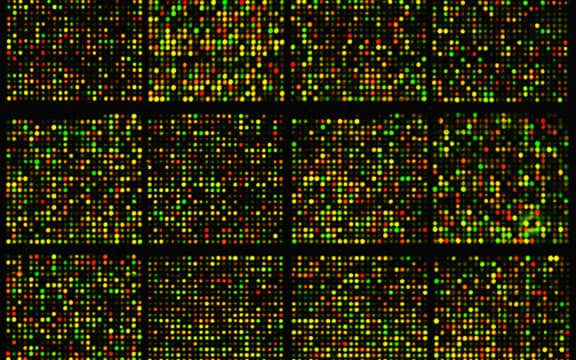A mouse cDNA microarray containing approximately 8,700 gene sequences.