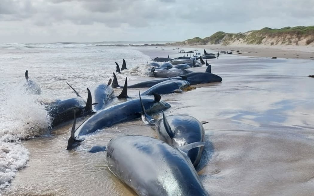 Dozens of whales are stranded on the beach at Arthur River, in Tasmania's far north-west.