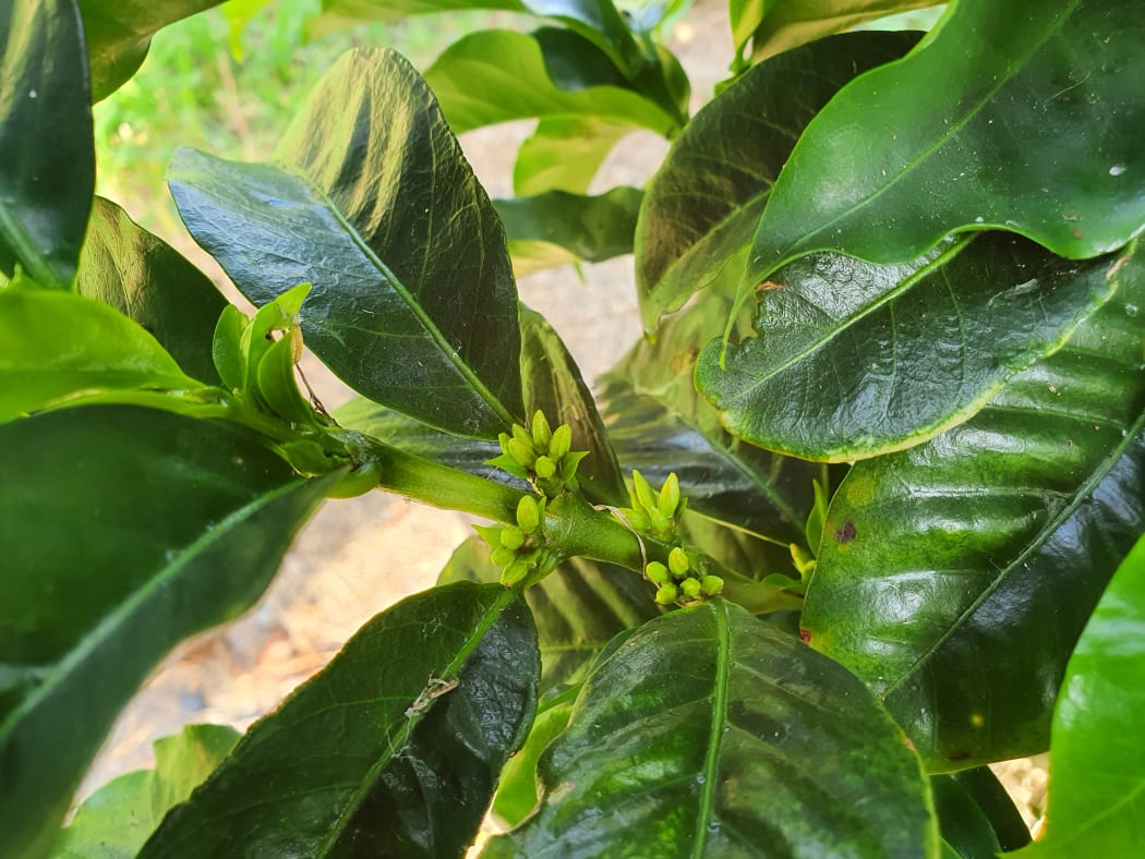 Coffee flowers
