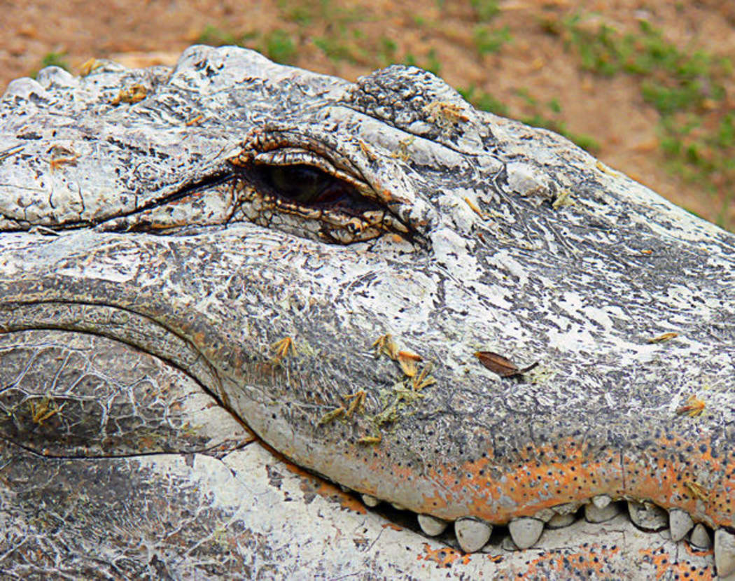 crocodile