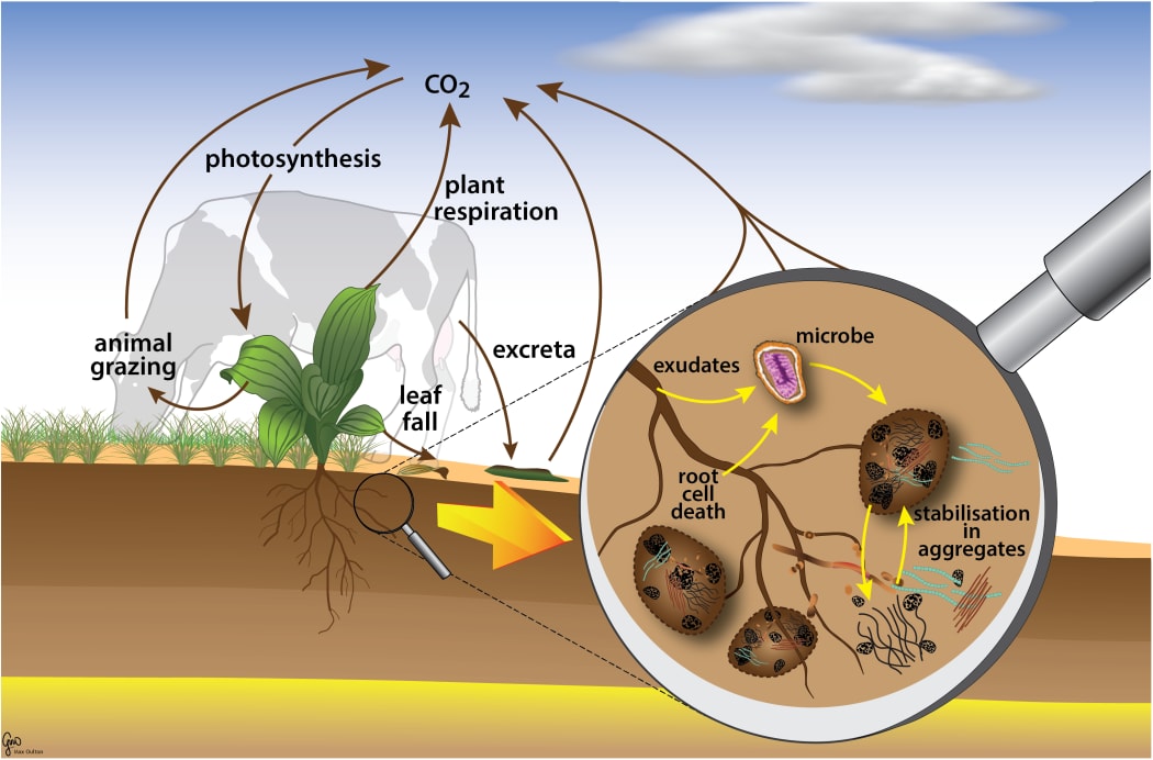 The soil carbon cycle