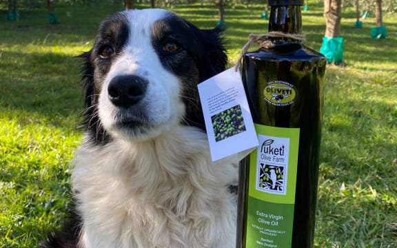 Puketi Olive Farm's mascot and representative, Sky the border collie.