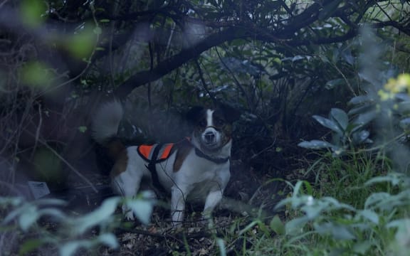 Baxter, the Jack Russell Corgi cross, a certified rat hunting dog on the Miramar Peninsula.