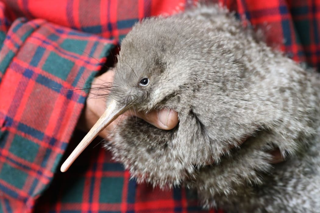 A little spotted kiwi (photo provided by Wellington's Zealandia)