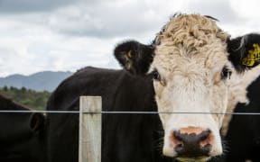 A black and white bull looks through a fence.
