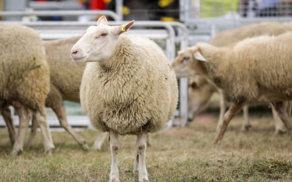 Sheep bred for milking by Mid Canterbury based Matt and Tracey Jones from Sheep Milk New Zealand.