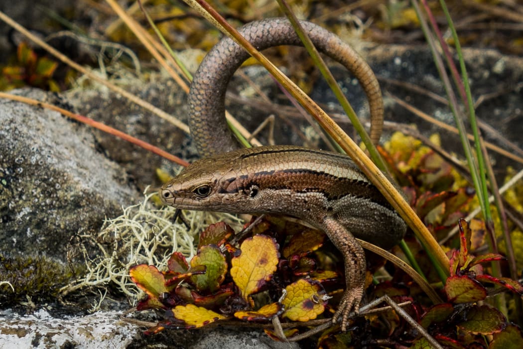 Mataura Range skink.