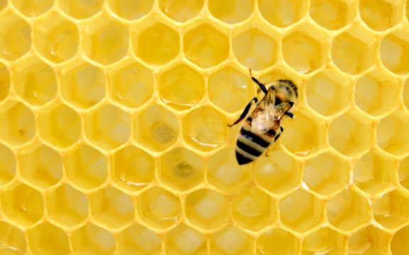 bee in honeycomb