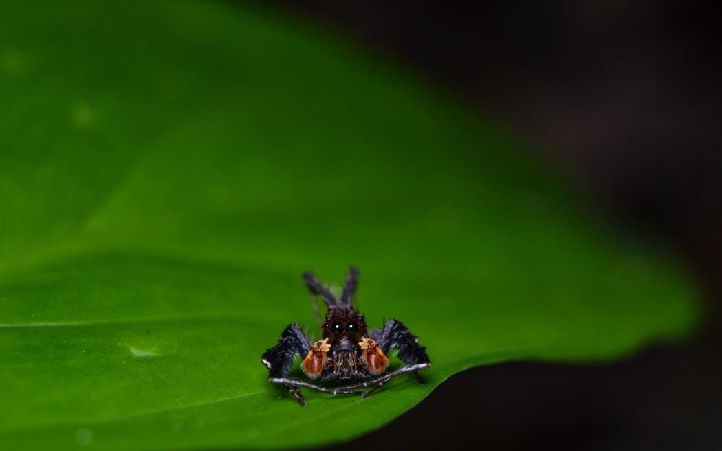 Portia Labiata jumping spider