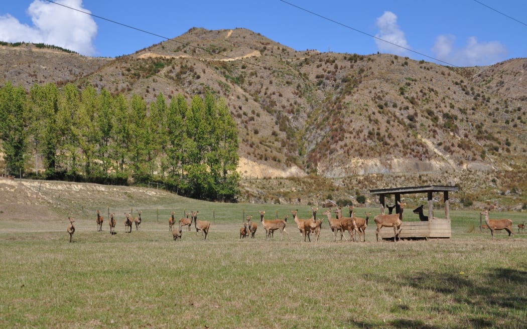 Deer_on_the_Kinzett_farm