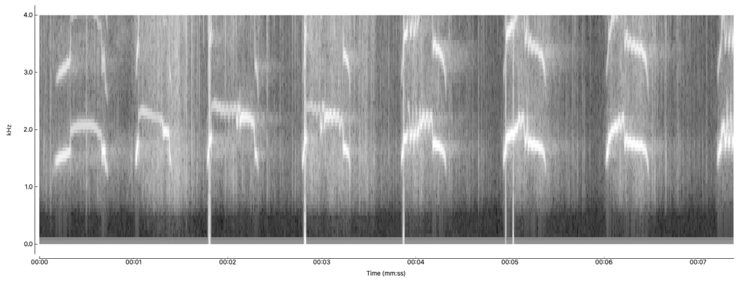 A spectrogram is the visual representation of the frequencies in a bird call, in this case a male North Island brown kiwi recorded at very close quarters.
