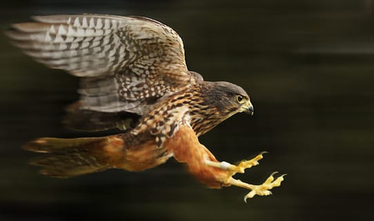 NZ falcon / kārearea in flight