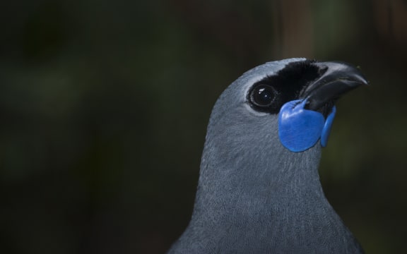 Kōkako.