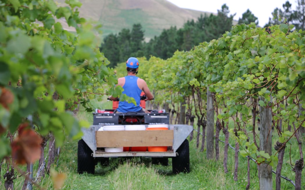 Vineyard ferment at Greystone Wines