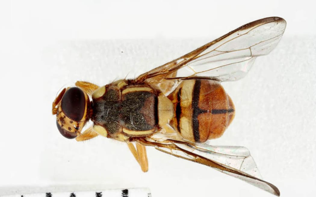 A single male Oriental fruit fly has been discovered in a surveillance trap in Papatoetoe on 25 February.