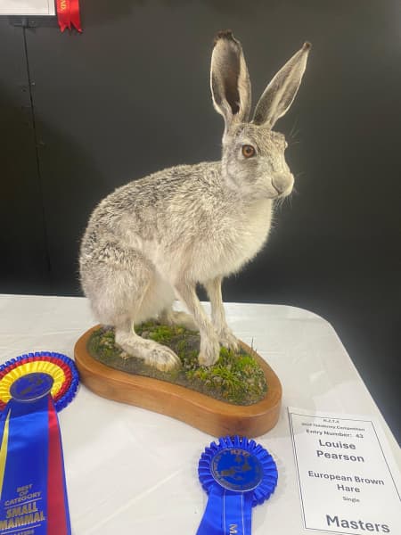 Pearson's European brown hare won the Best Small Mammal award in the Masters division.