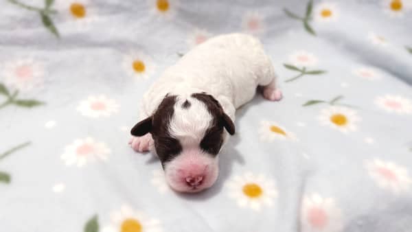The six puppies don't have names yet.