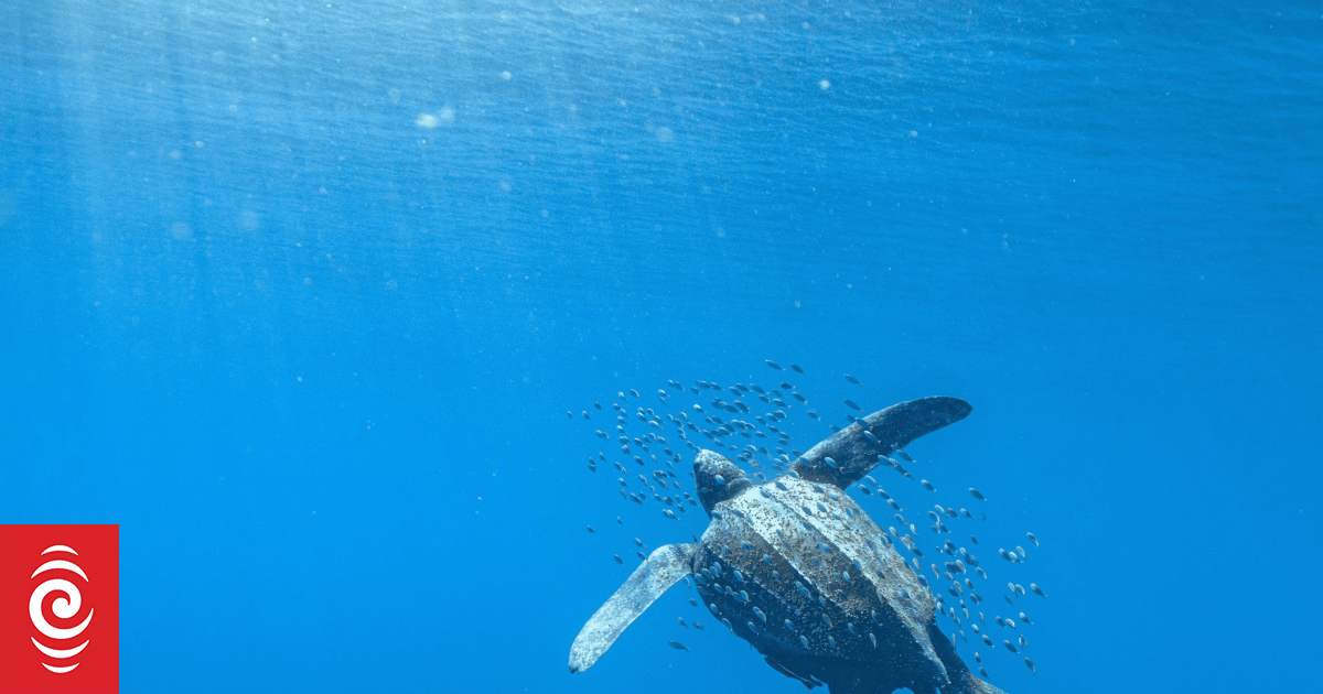 Titans of the sea: The leatherback turtle | RNZ