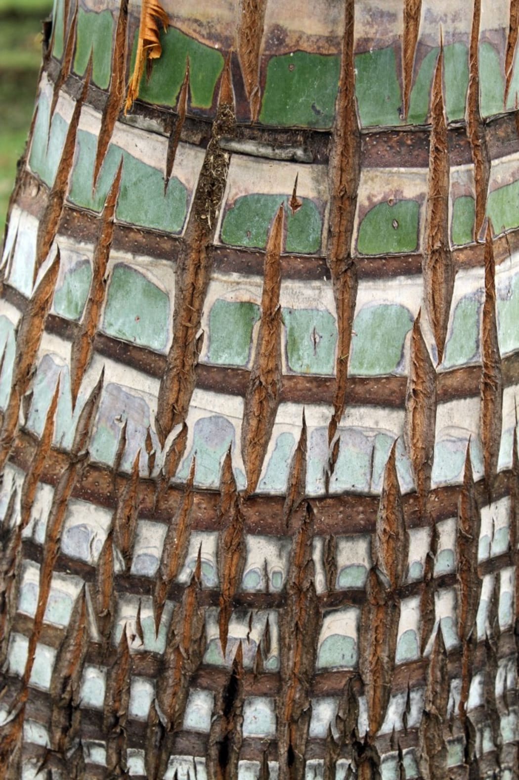 Bark of a Fiji Palm (Clinostigma exorrhizum) in a botanical garden, Reunion (Photo by Andre Pascal / Biosgarden / Biosphoto via AFP)