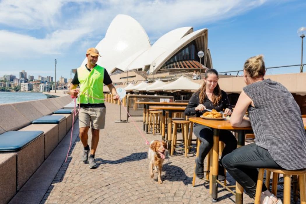 The seagull patrol dogs have been specially trained for the job.