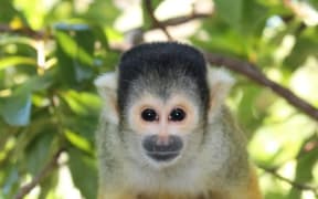 It was initially thought that a squirrel monkey went missing during the break-in, but it was later discovered hiding in its enclosure.