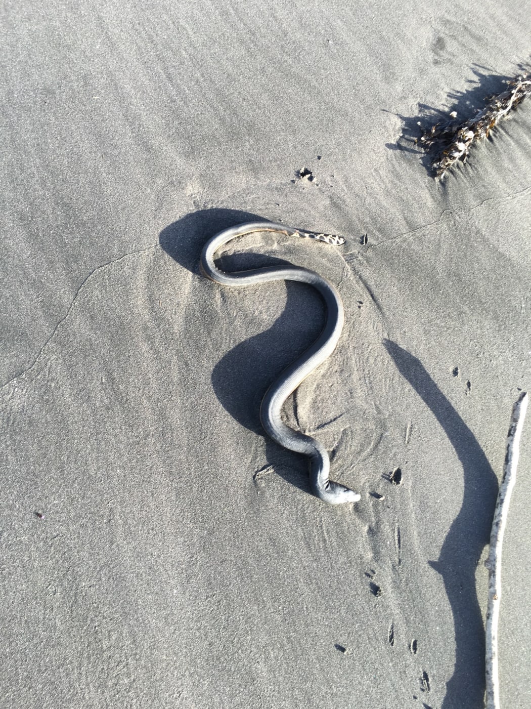 This yellow-bellied sea snake washed up on Oakura beach, just north of Taranaki.