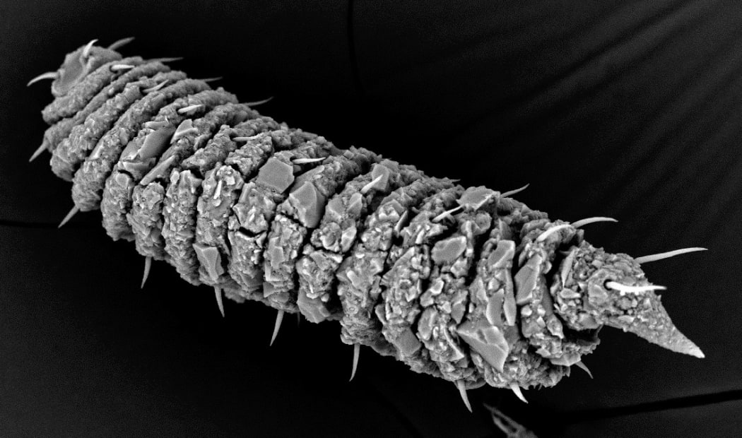 A black and white photo of a tube-like animal covered in large scales