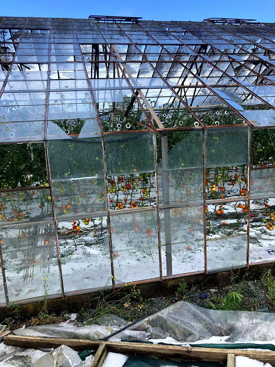 A twister moving through this glasshouse in Motueka forced those on site to shelter in a shipping container.