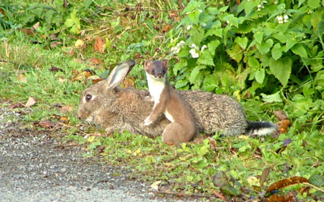 Rabbits are the main diet of stoats like this one, but they also do significant damage to native species.