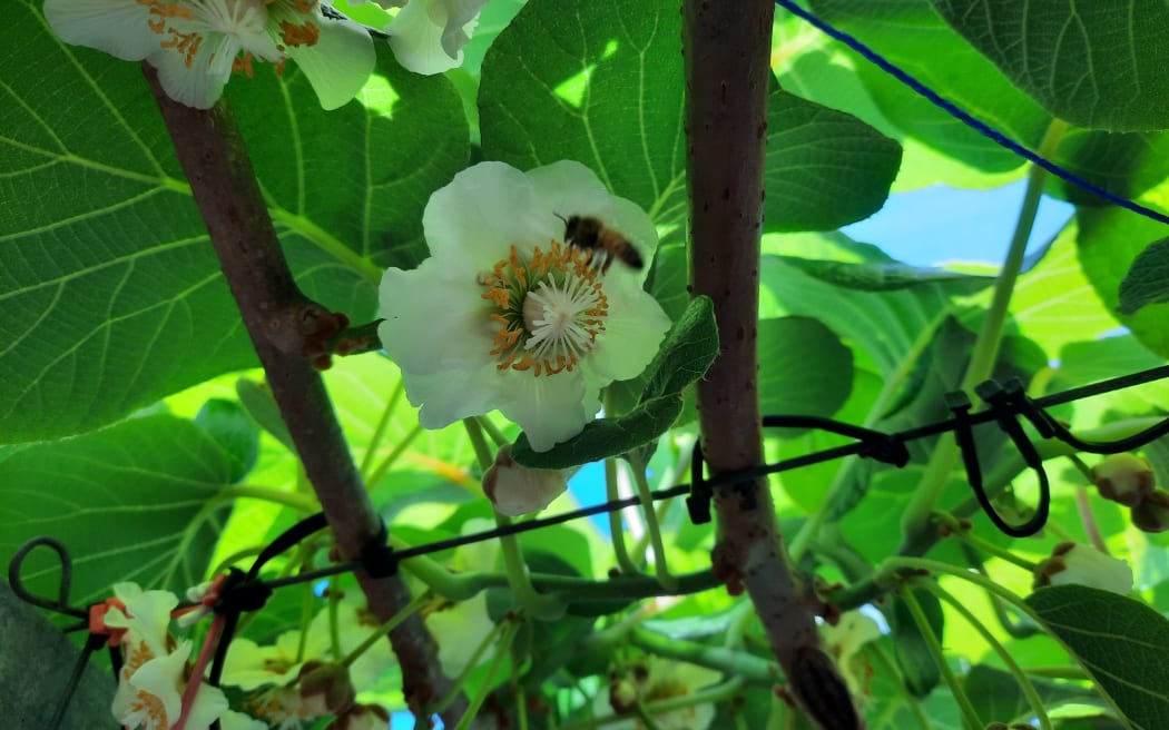 Bay of Plenty gold kiwifruit orchards are in bloom with one grower describing a 'sea of white flowers'.