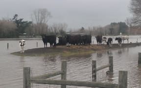 Cows at a property in Island Road, Kaiapoi.