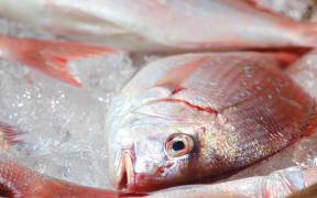 snapper