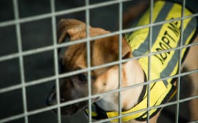 Dogs for Adoption