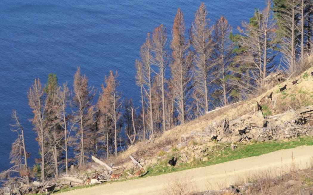 These trees are being killed off so the block, which is very difficult to harvest because of the steep slope, can be retired.