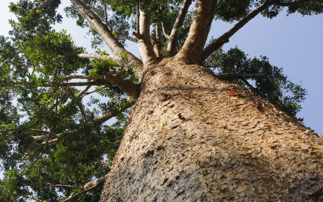 kauri tree