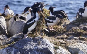 Chatham Island shags nesting. The birds have been tagged as part of a tracking programme.