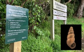 Potamopyrgus oppidanus, a rare type of snail, is being threatened by mountain bikers.